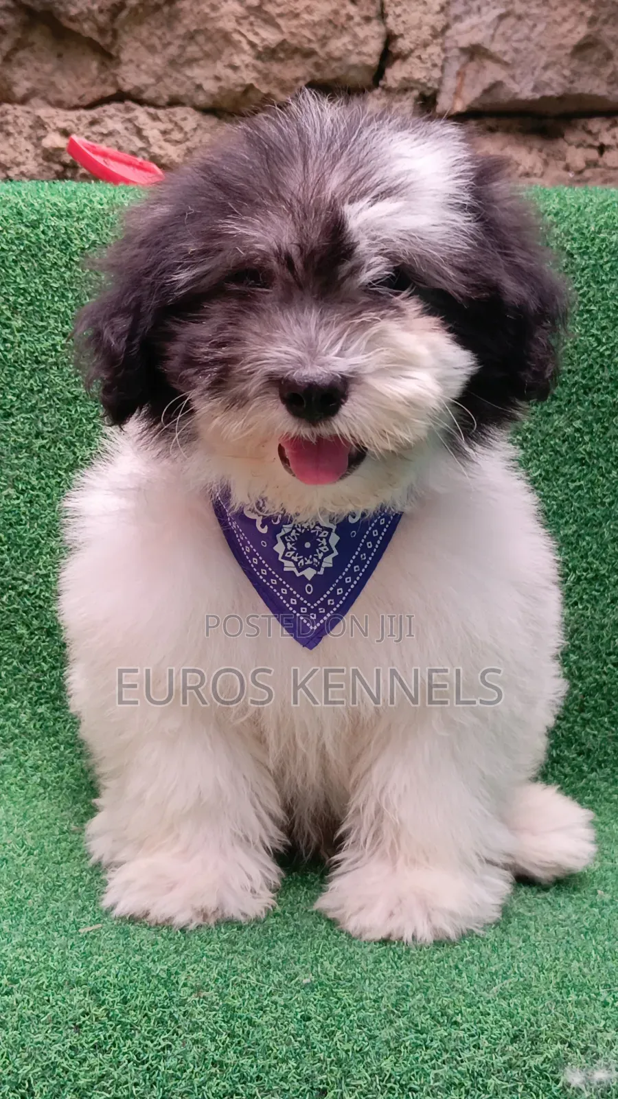 1-3 months Male Purebred Havanese