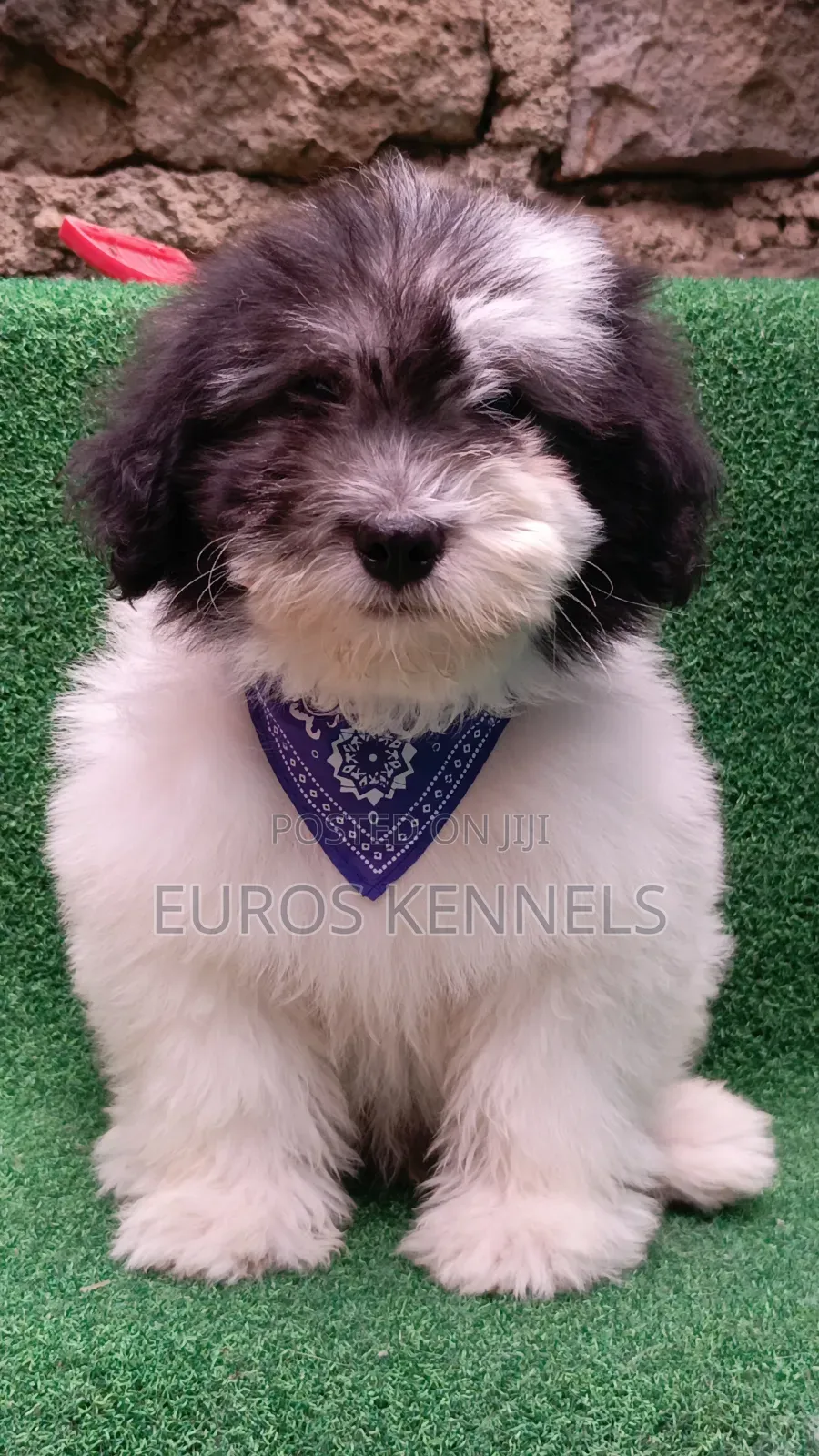 1-3 months Male Purebred Havanese