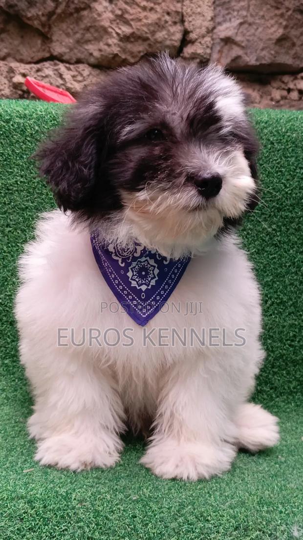 1-3 months Male Purebred Havanese - thumbnail 10