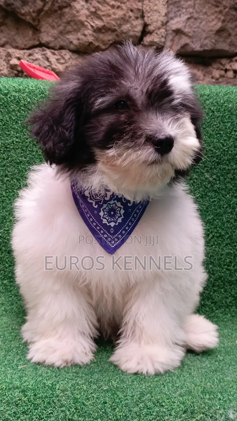 1-3 months Male Purebred Havanese