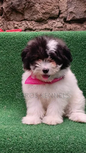 1-3 months Male Purebred Havanese