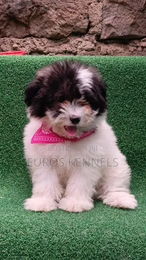 1-3 months Male Purebred Havanese