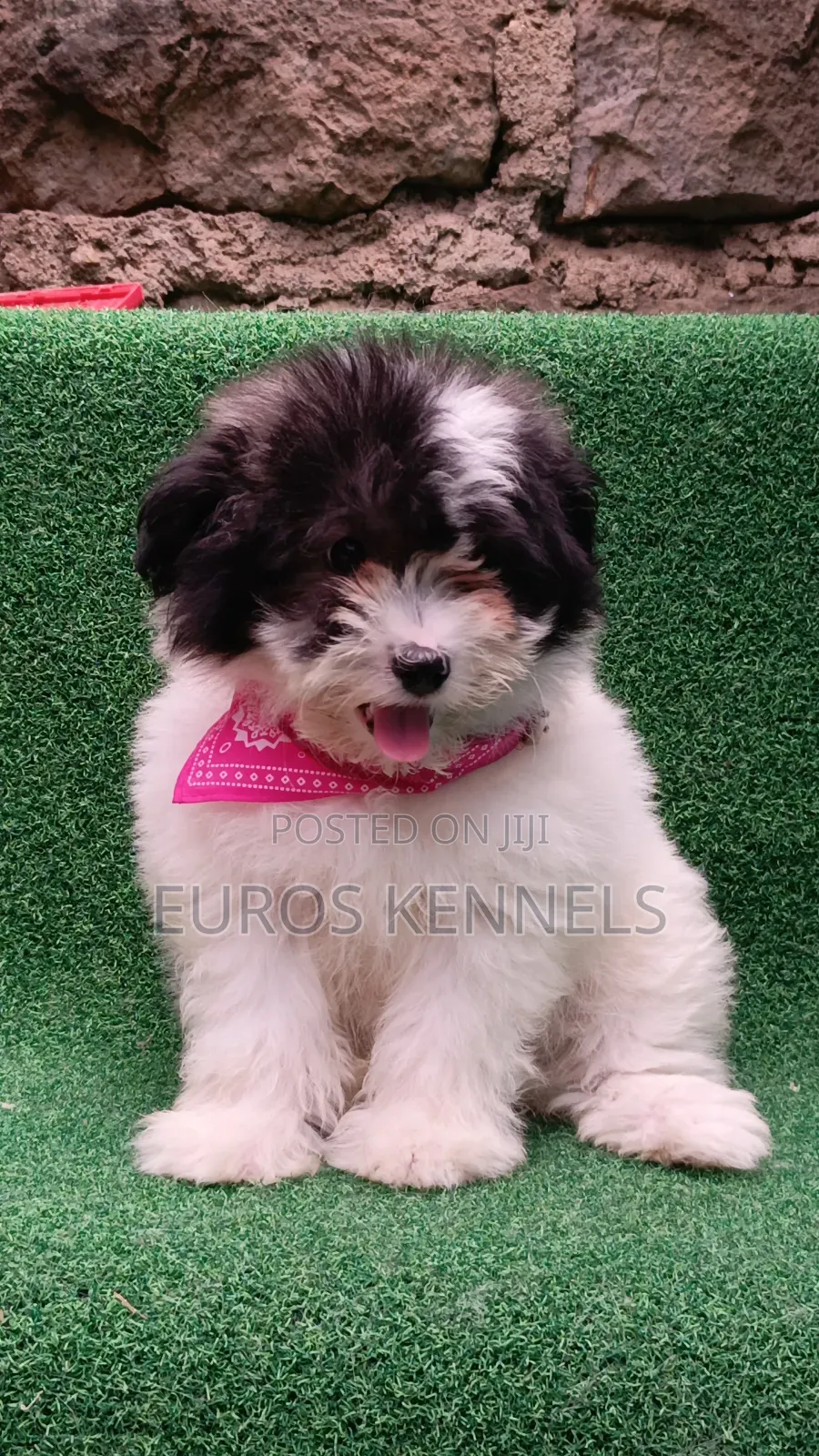 1-3 months Male Purebred Havanese