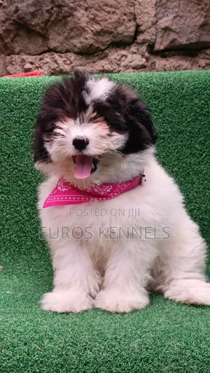 1-3 months Male Purebred Havanese