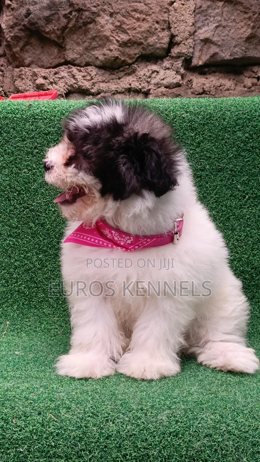 1-3 months Male Purebred Havanese