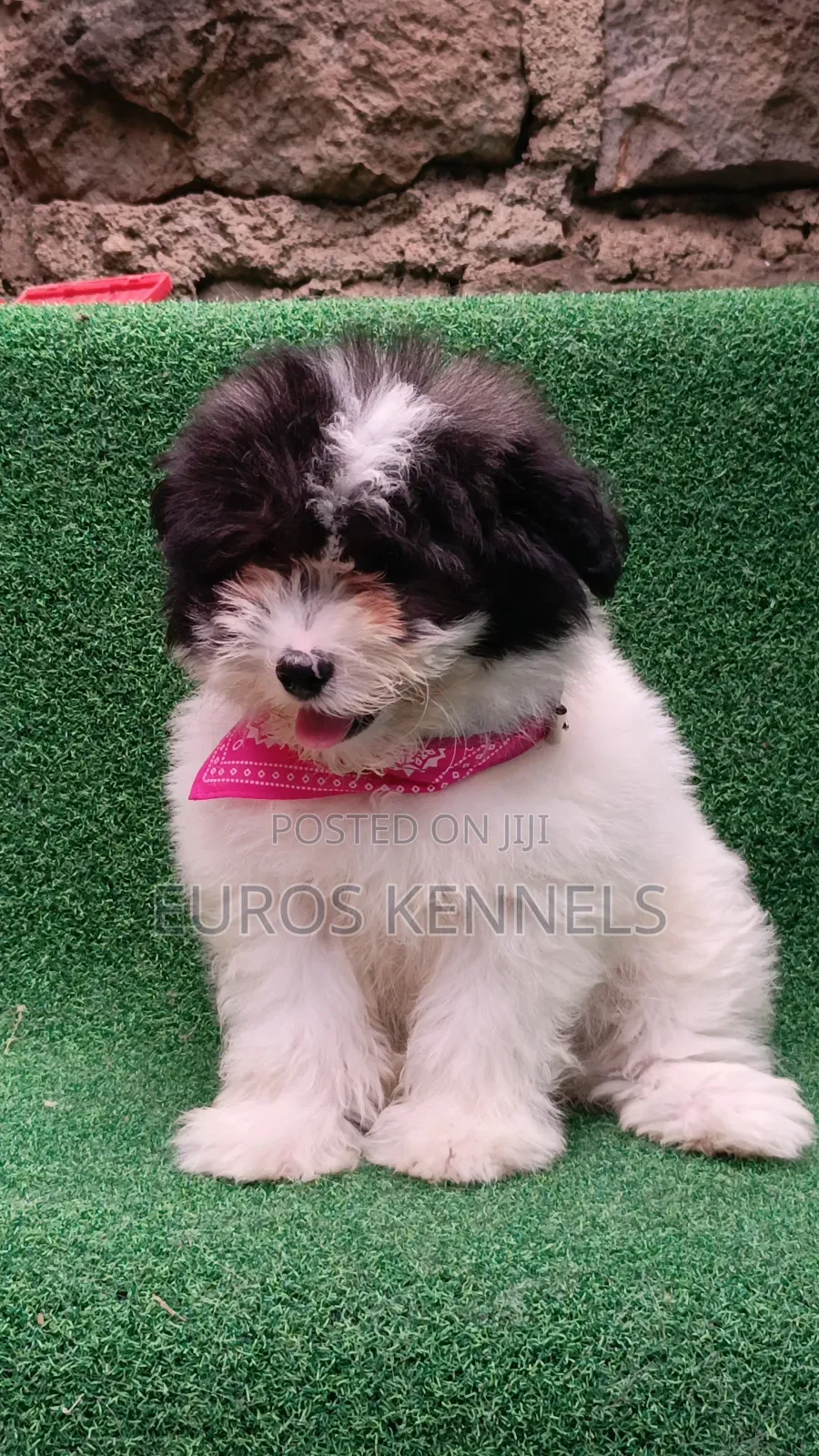 1-3 months Male Purebred Havanese