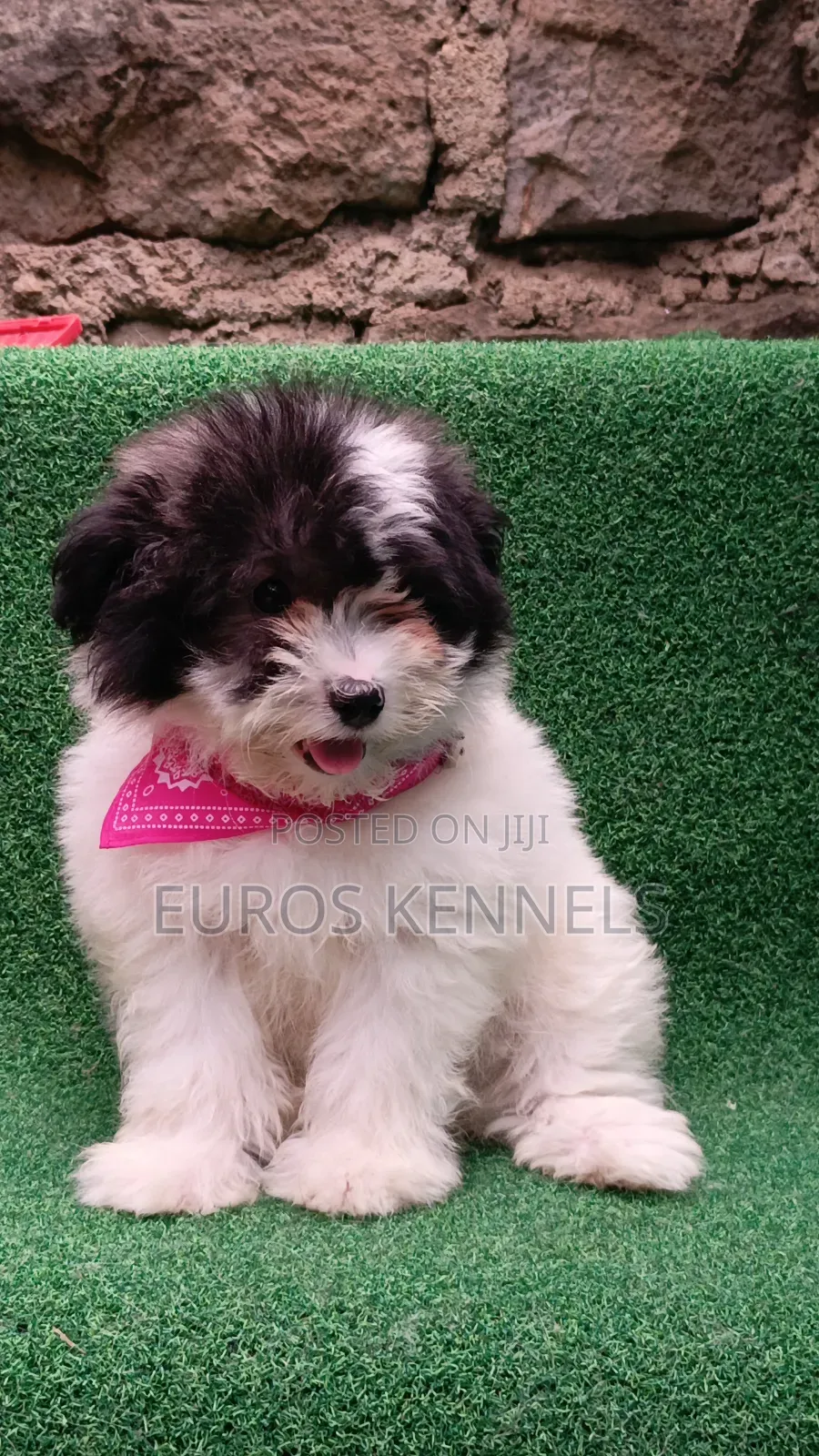 1-3 months Male Purebred Havanese