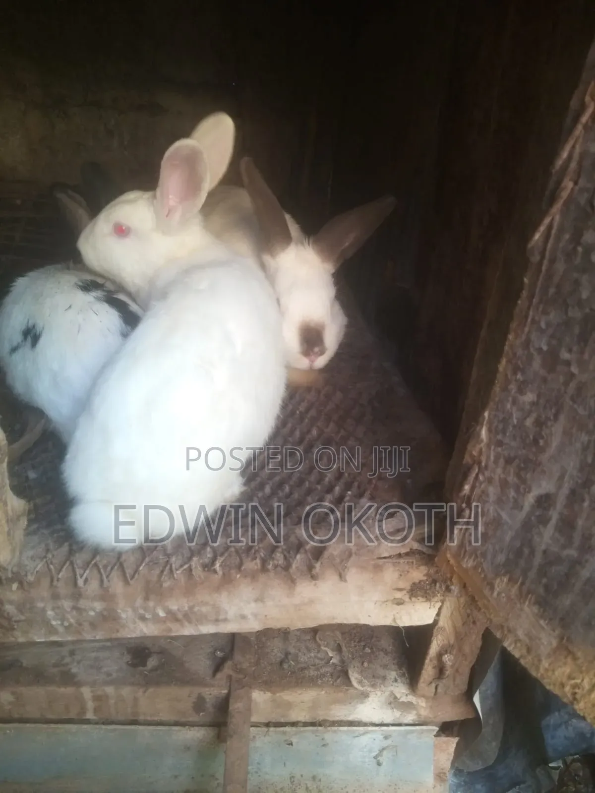 Rabbit for Sell