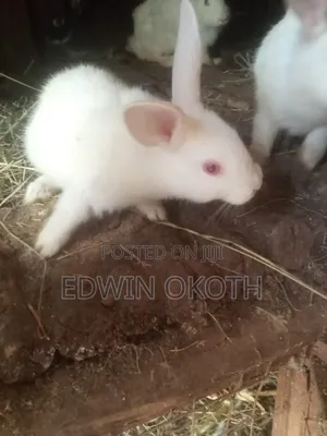 Rabbit for Sell