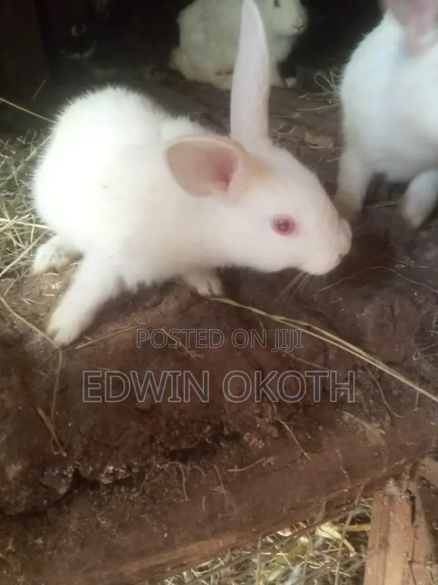 Rabbit for Sell