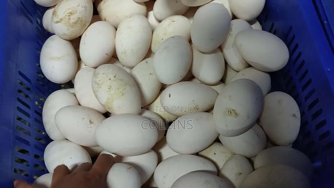 Fertalized Goose Eggs for Sale