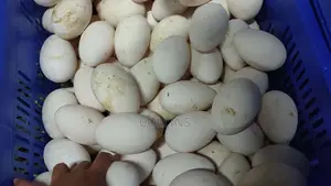 Fertalized Goose Eggs for Sale