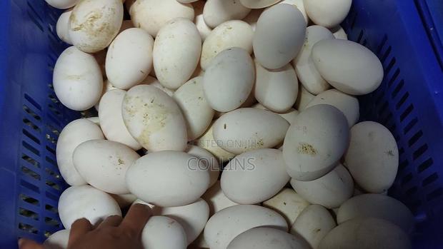 Goose Eggs For Sale - thumbnail 2