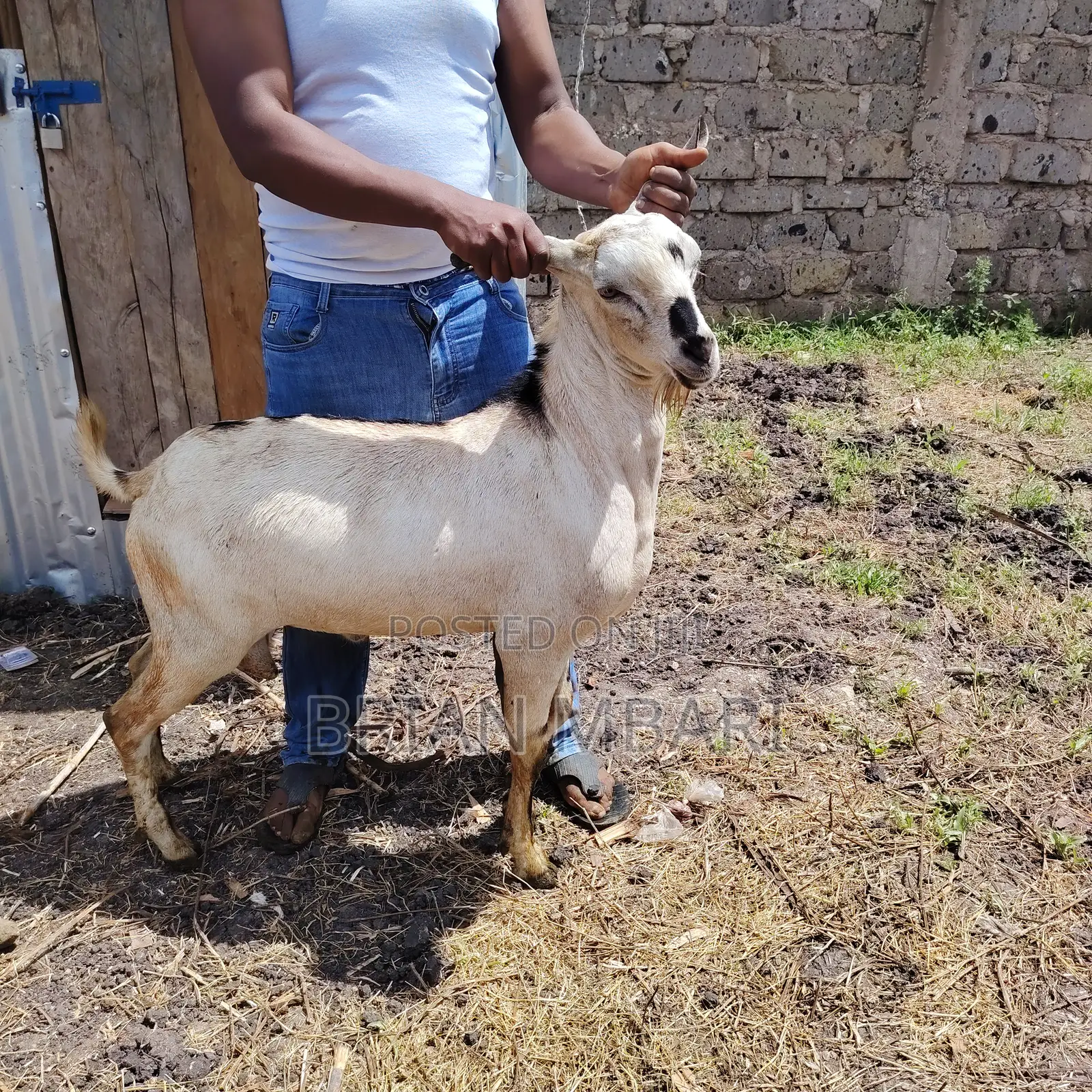 Galla Goats