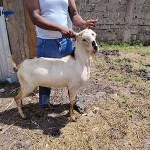 Galla Goats