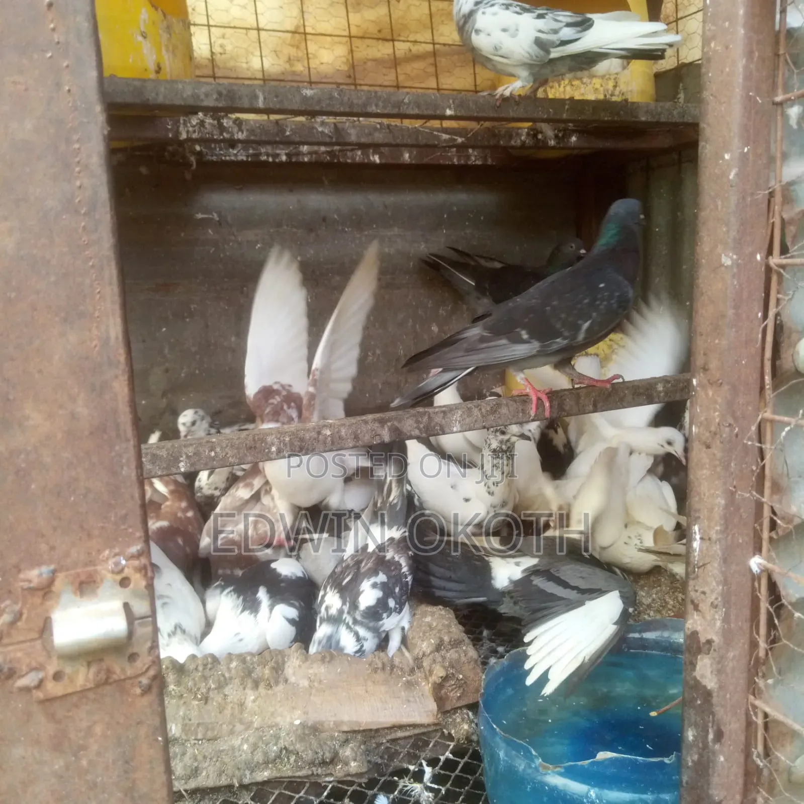 Ornamental Birds