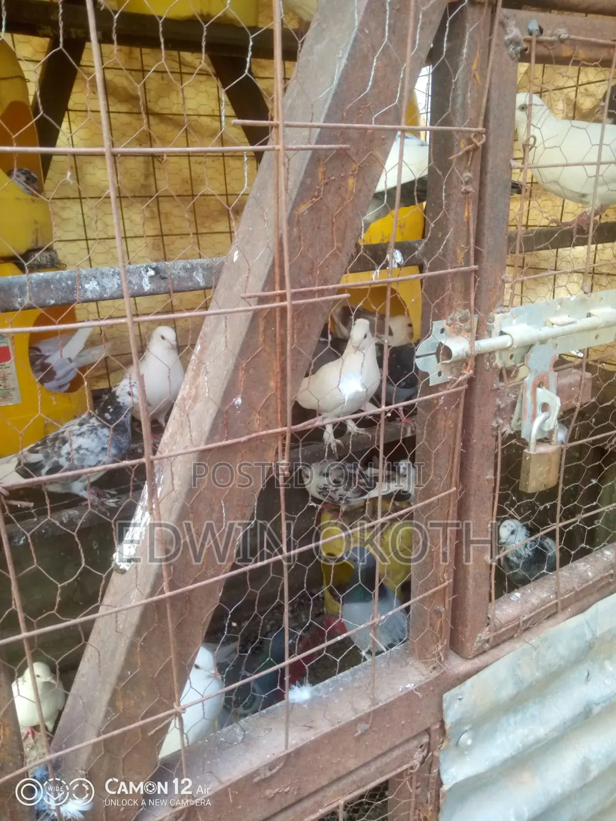 Ornamental Birds
