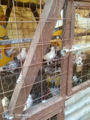 Ornamental Birds