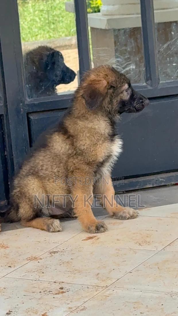 1-3 months Female Purebred German Shepherd - thumbnail 2