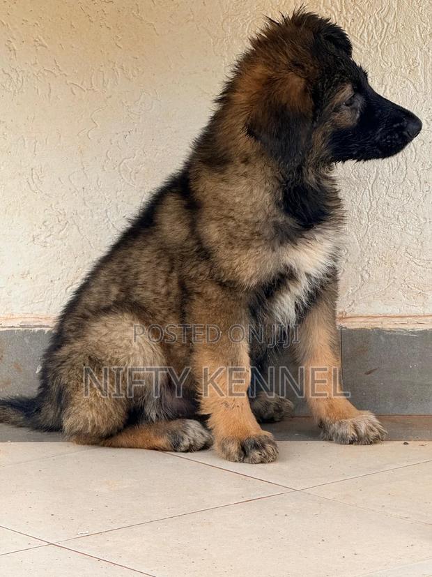 1-3 months Female Purebred German Shepherd - thumbnail 3