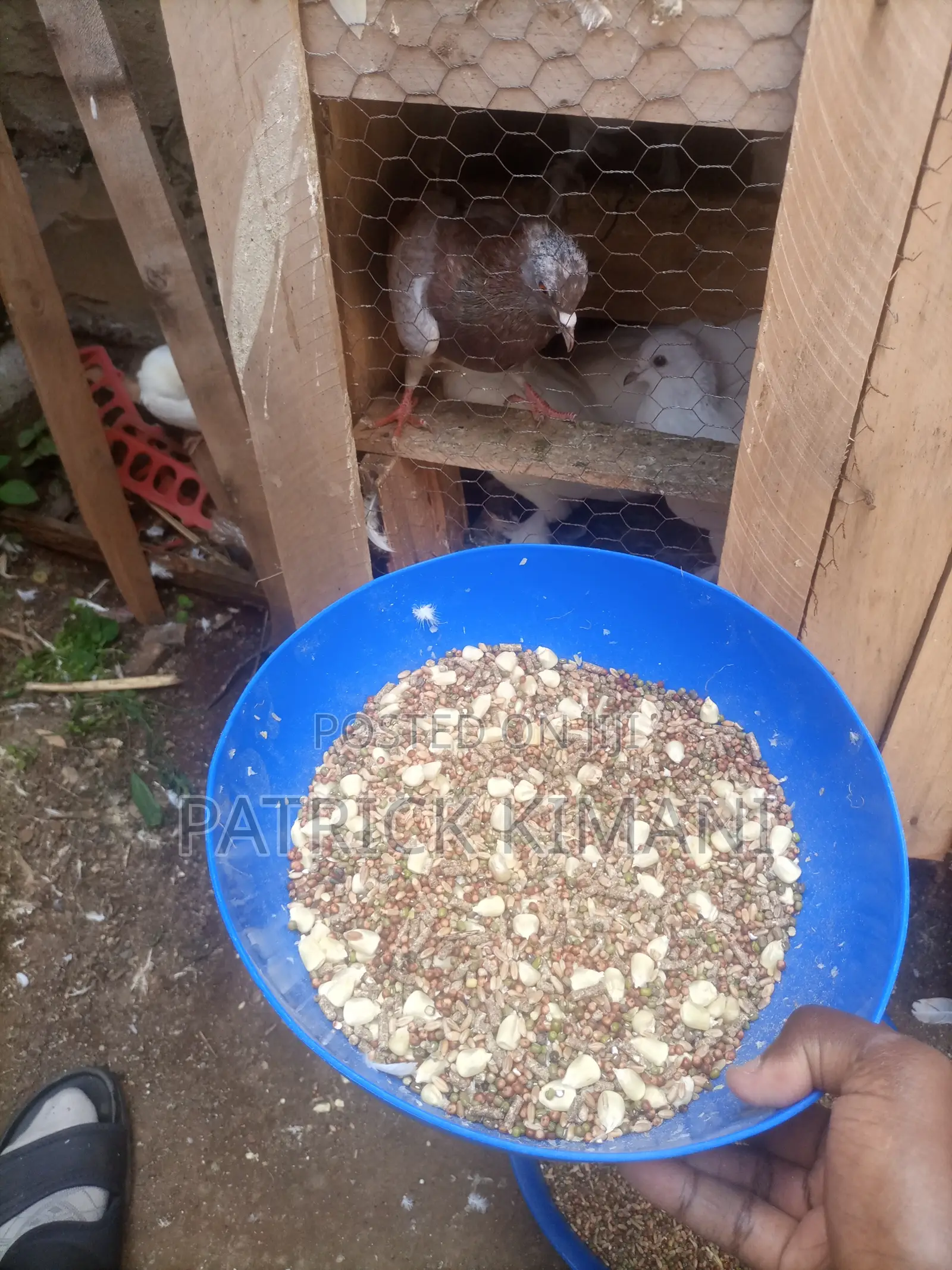 Pigeon Bird Feed Mix