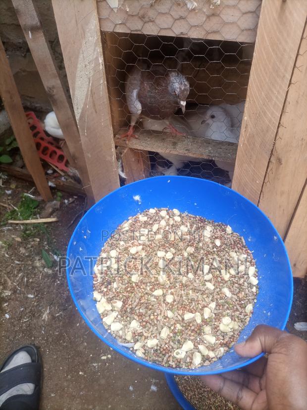Bird Feed Mix