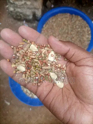 Pigeon Bird Feed Mix