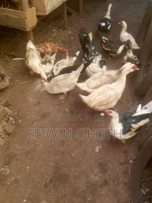 Ducks For Seel