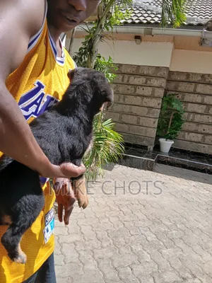 0-1 month Male Purebred Rottweiler