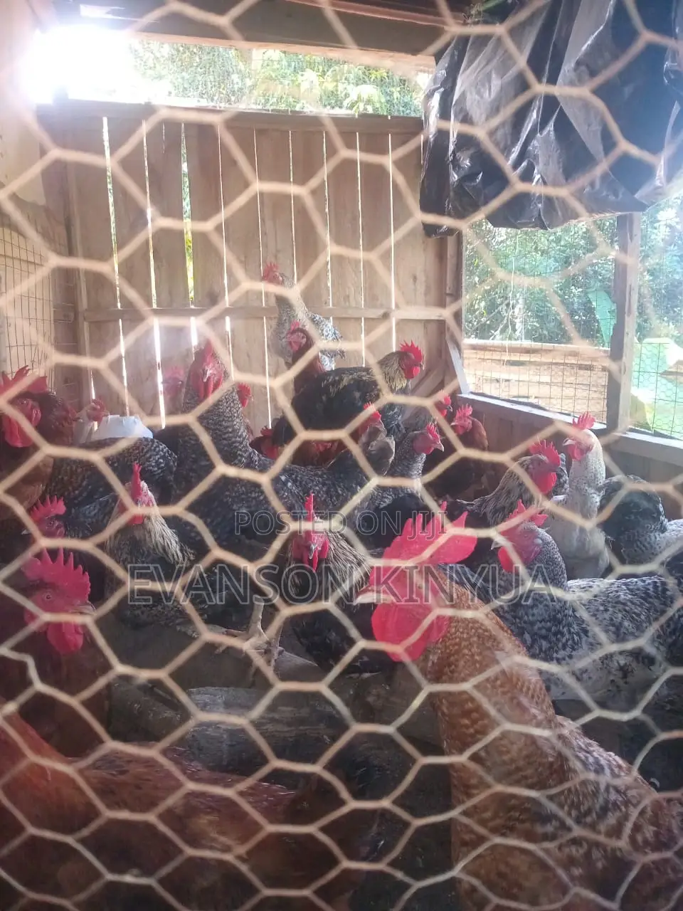 Kienyeji Cocks for Sales