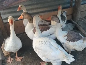 Goose for Sale