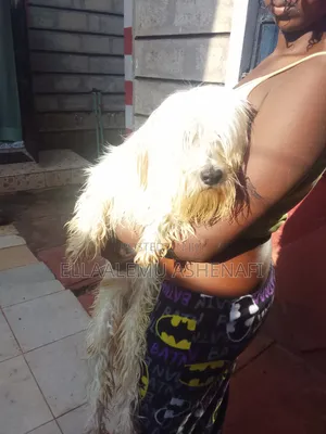 6-12 months Male Purebred Maltese