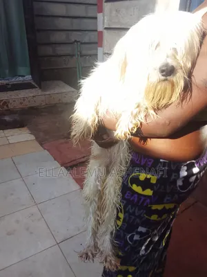 6-12 months Male Purebred Maltese