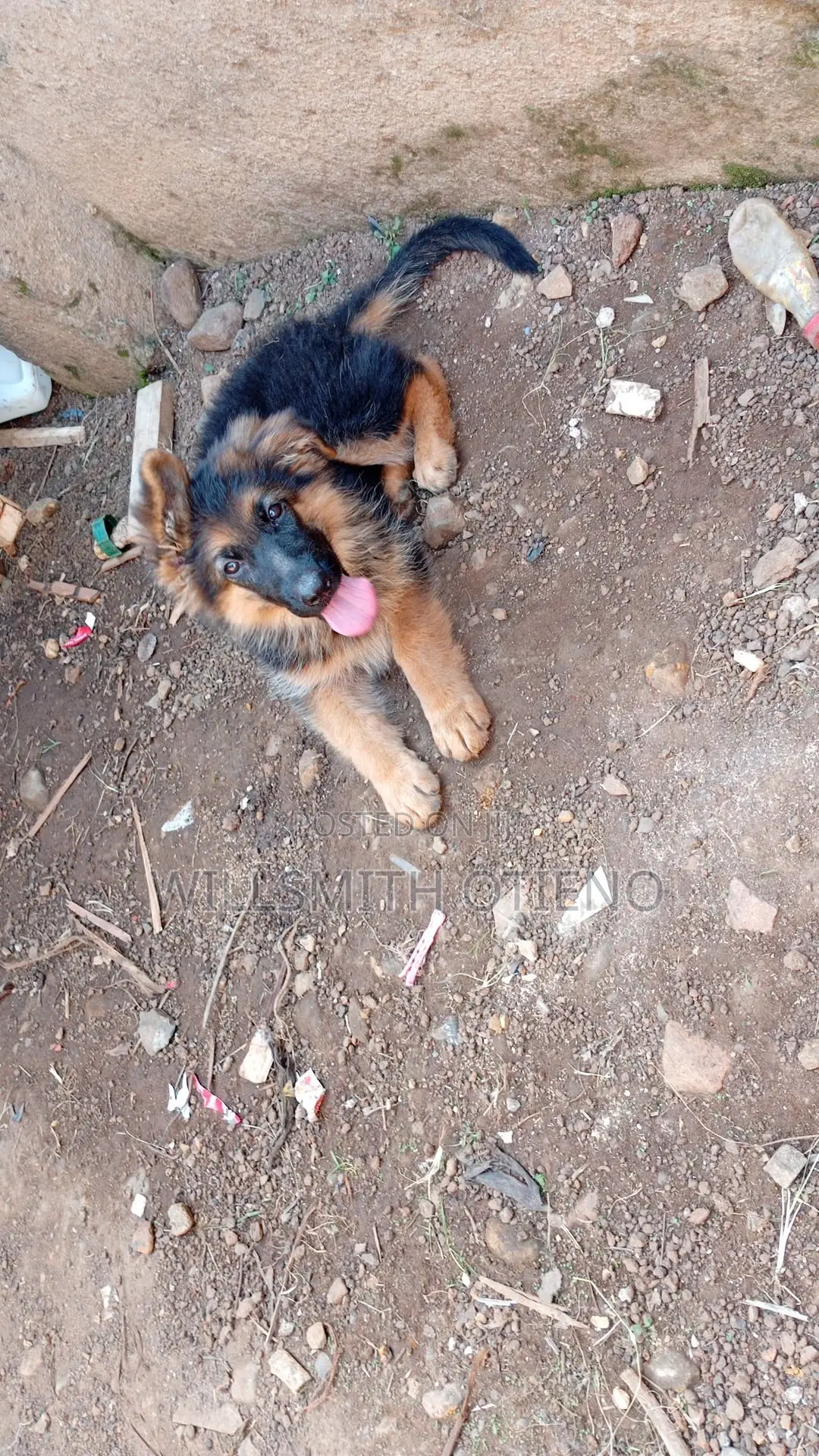3-6 months Male Purebred German Shepherd