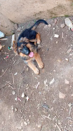 3-6 months Male Purebred German Shepherd