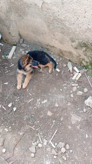 3-6 months Male Purebred German Shepherd