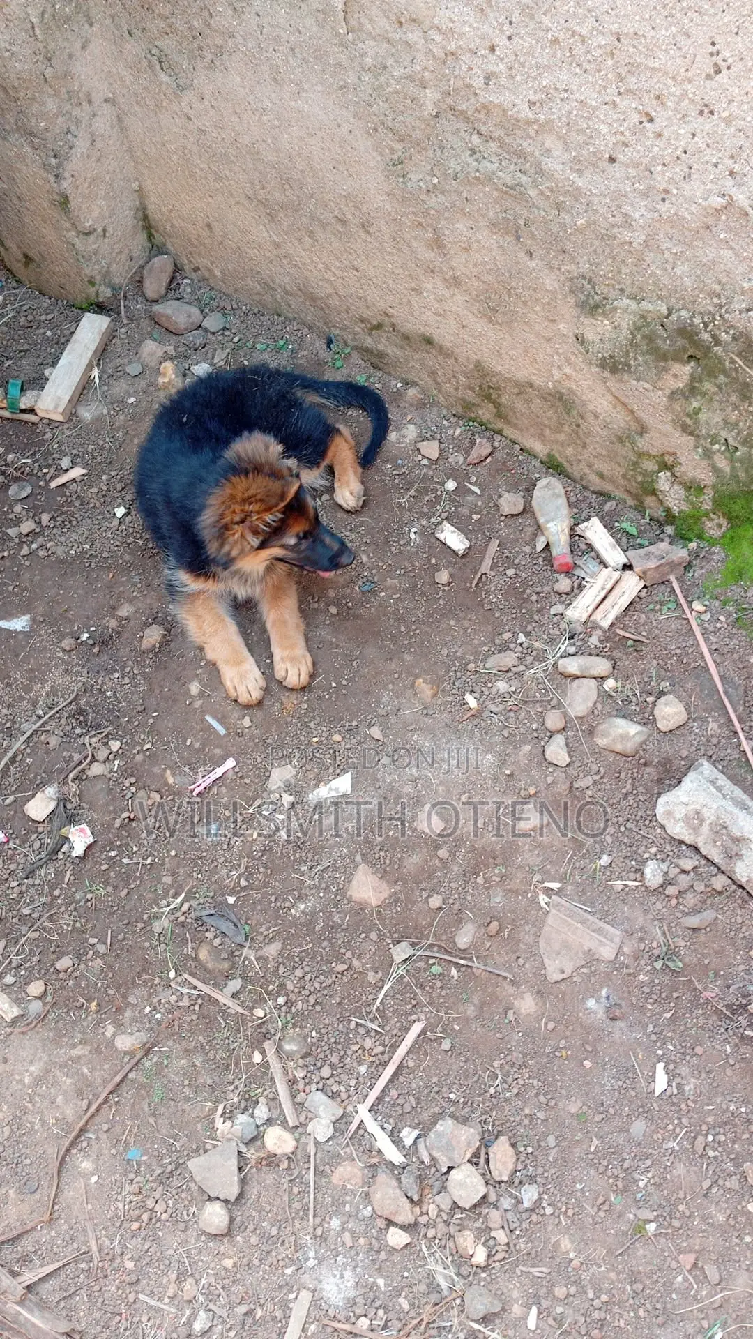 3-6 months Male Purebred German Shepherd
