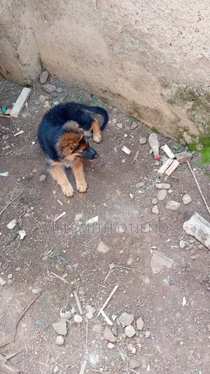 3-6 months Male Purebred German Shepherd