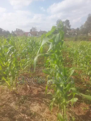 Golden Palm Estate Kiambu Rd Prime 1/4 Ac Ready Title