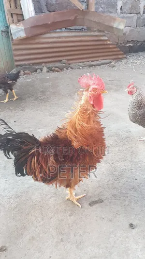 Kienyeji Chicken