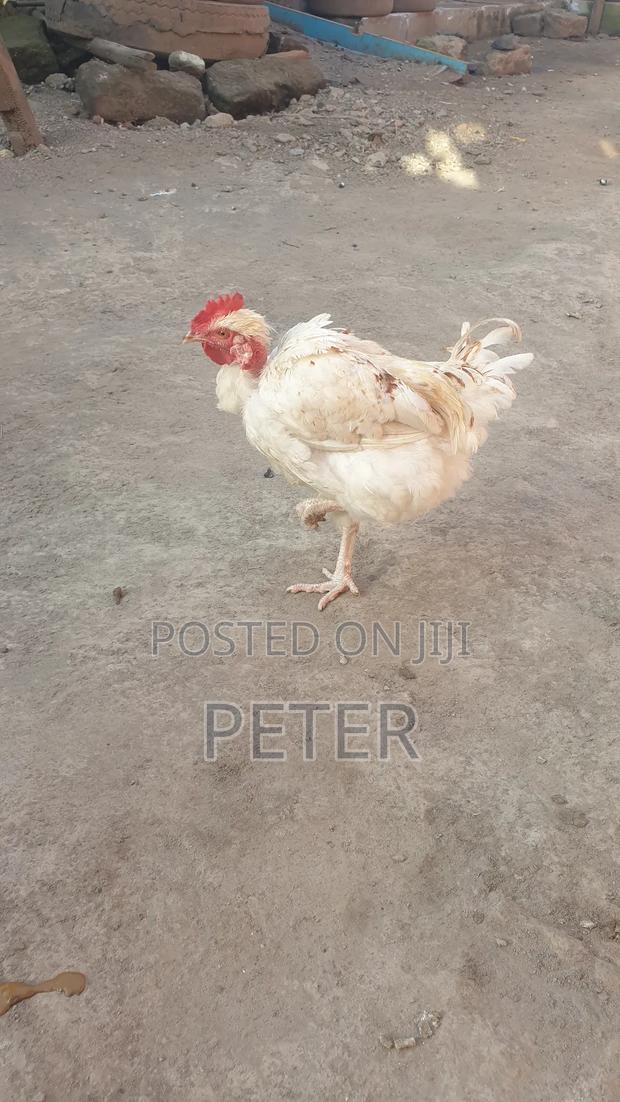 Kienyeji Chicken - thumbnail 2