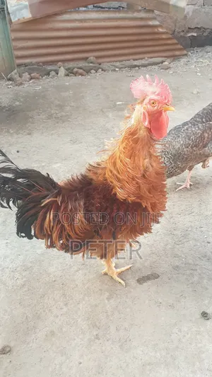Kienyeji Chicken