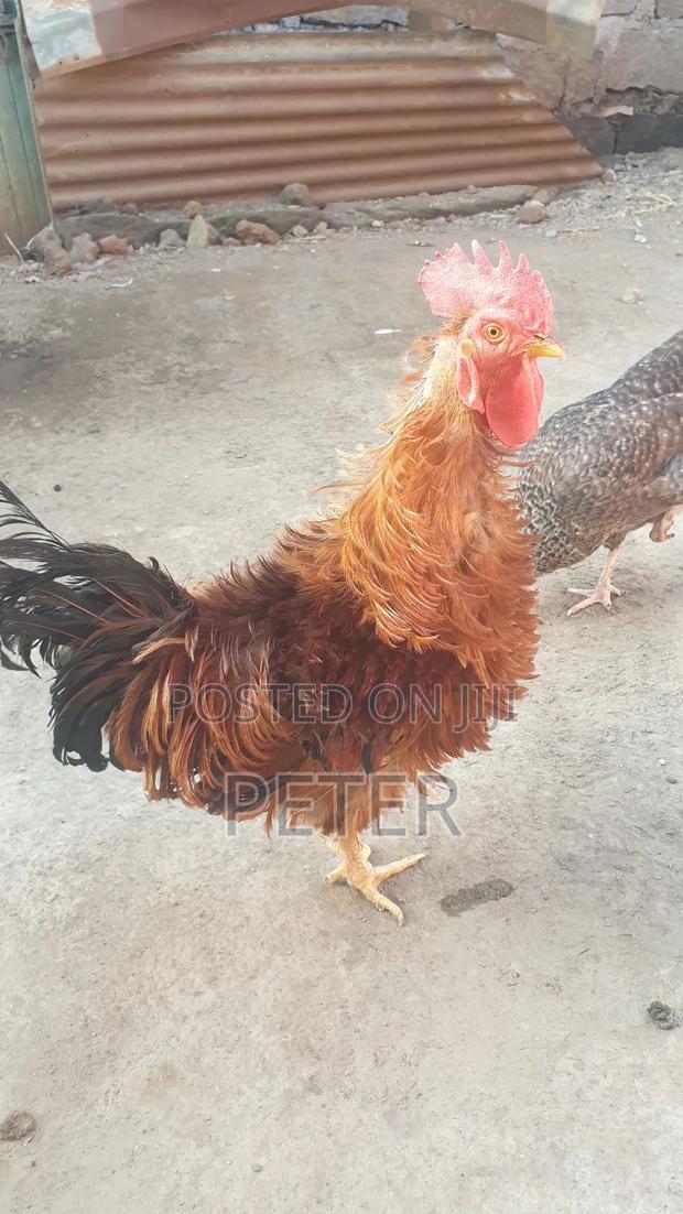 Kienyeji Chicken - thumbnail 3