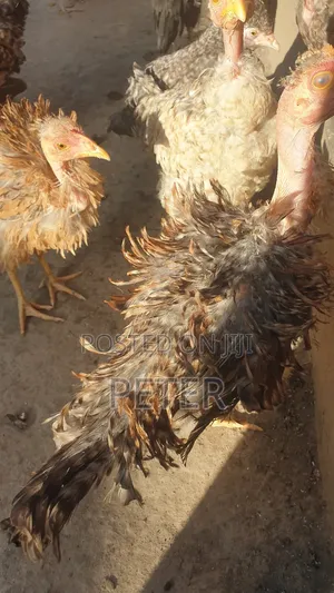 Kienyeji Chicken
