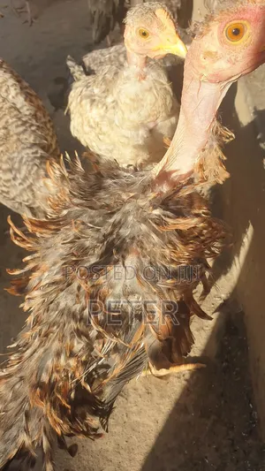 Kienyeji Chicken