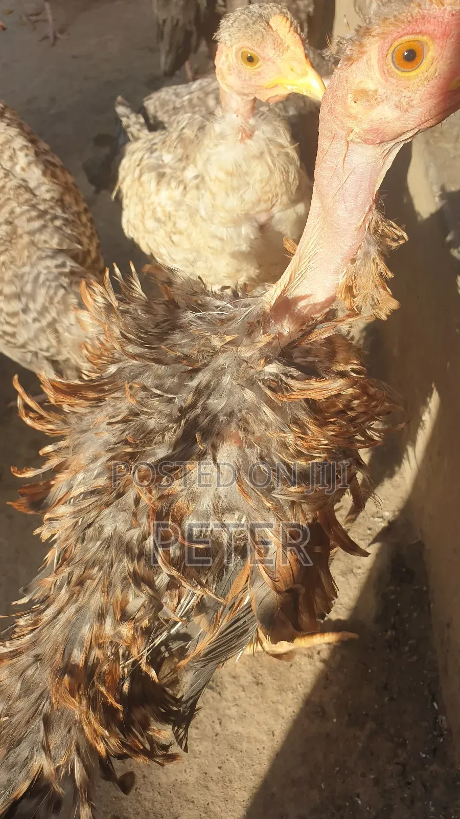 Kienyeji Chicken