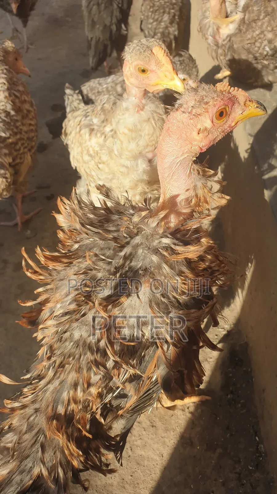 Kienyeji Chicken