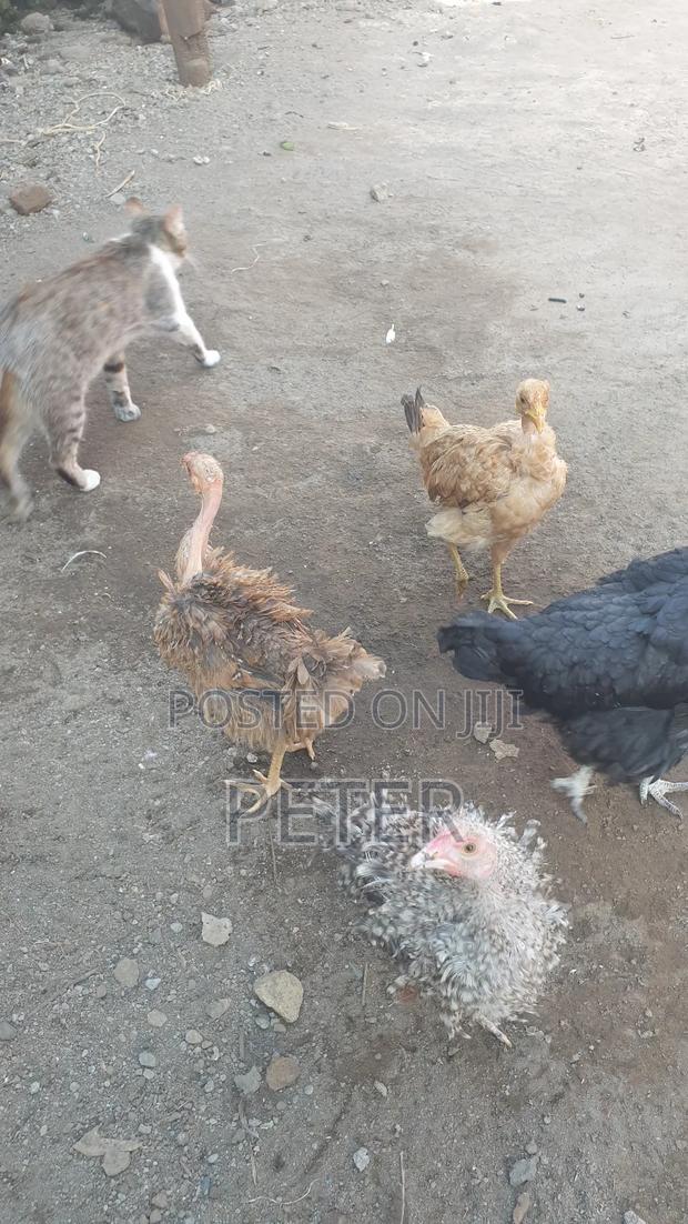Kienyeji Chicken - thumbnail 7