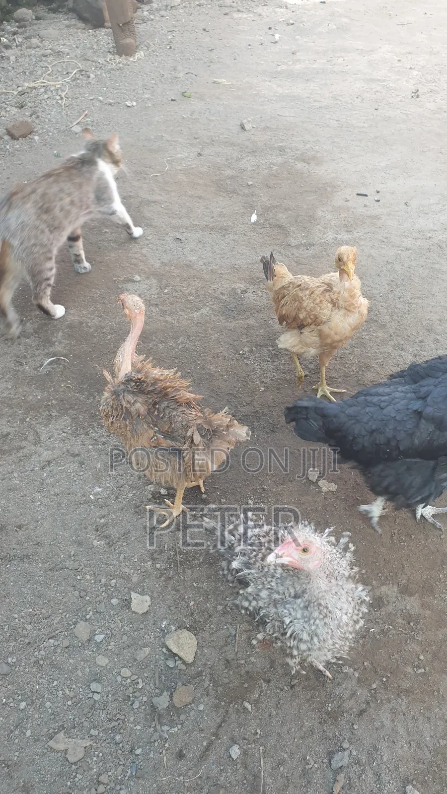 Kienyeji Chicken