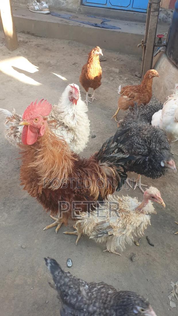 Kienyeji Chicken - thumbnail 8